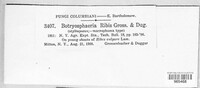 Neofusicoccum ribis image